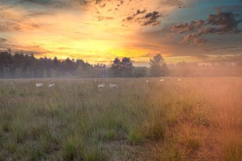Coucher de soleil avec des moutons dans un paysage brumeux - Calming Nature Photography