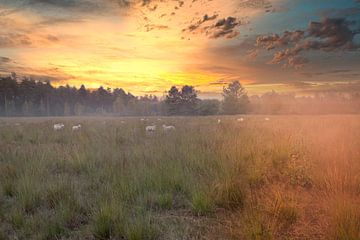 Sunset with Grazing Sheep in Foggy Landscape - Calming Nature Photography by Jolanda Hugens Kommers