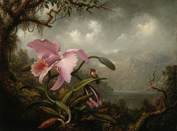 Orchid and Hummingbird, Martin Johnson Heade