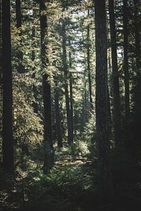 Perdu dans les bois