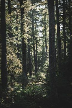 Perdu dans les bois sur MdeJong Fotografie