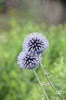 Ornamental onion
