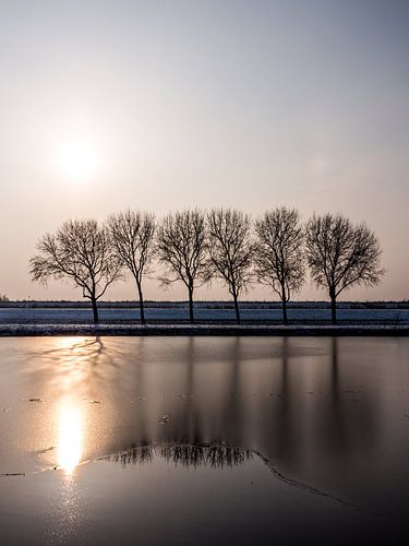 Bomen bij zonsondergang