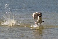 Greyhound