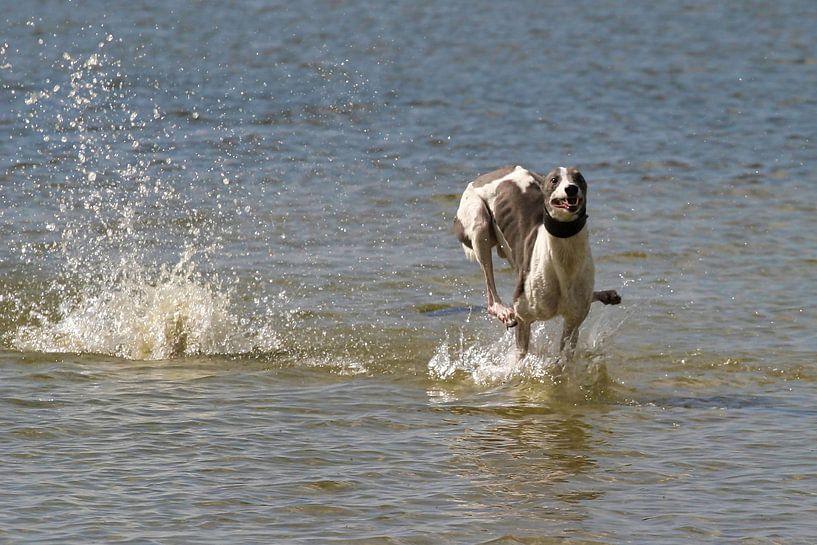 Greyhound van Patrick vdf. van der Heijden