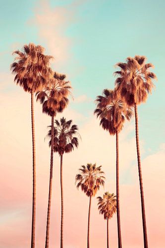 Westwood palm trees in Los Angeles