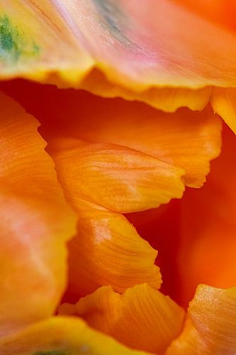 Abstract leaves of a flower