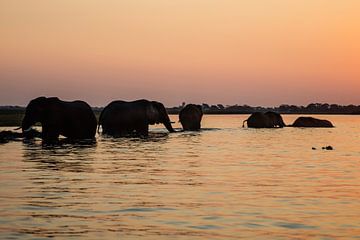 Olifanten bij zonsondergang in rivier (Chobe) van Henri Kok