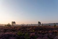Purple heather with fog
