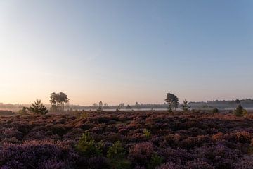Purple heather with fog by Alwin Kroon