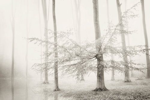 Seulement pour les Licornes