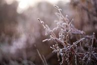 Photographie sur des brindilles violettes par Manja Herrebrugh - Outdoor by Manja Aperçu