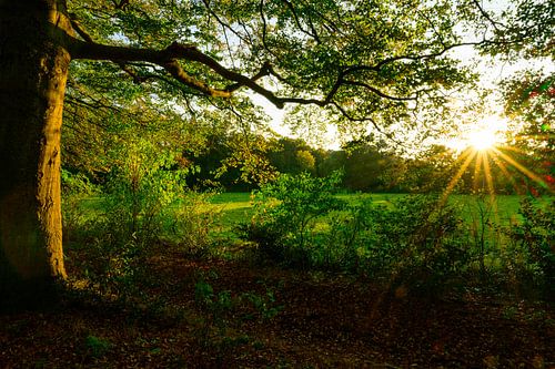 Herfst bosweide zonsondergang op de Veluwe