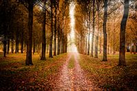 A Nice Autumn Day