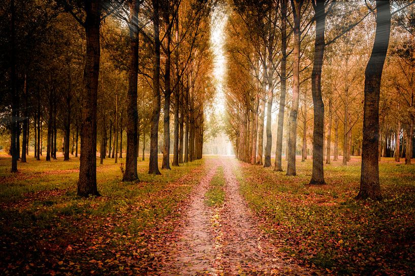 Een mooie herfstdag van Adriana Zoon