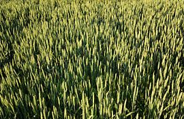 Grüner unreifer Weizen auf einem Feld von Ulrike Leone