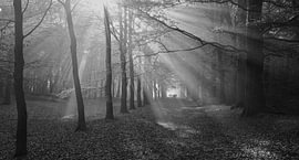 Dog-walking group amidst the rays of light