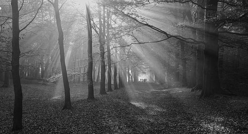 Dog-walking group amidst the rays of light