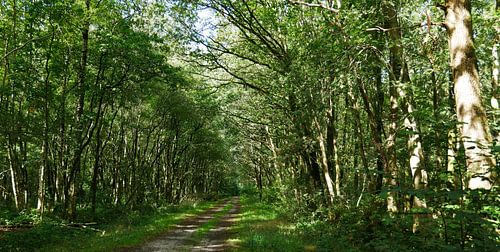 panorama van een bospad op de rheebruggen