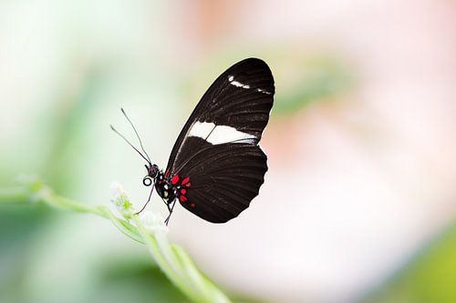 Macro van een tropische Heliconius vlinder