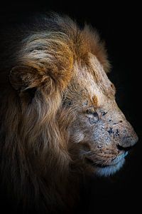 Leeuw in Masai Mara, Kenia van Rogier Muller