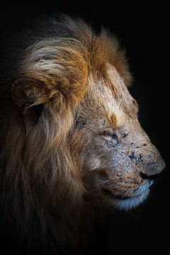 Lion dans le Masai Mara, Kenya sur Rogier Muller