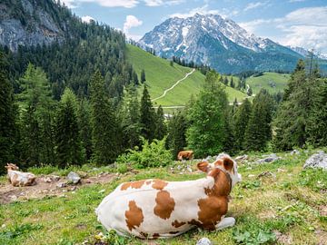Alpenweide met koe op de Watzmann in Berchtesgaden van Animaflora PicsStock