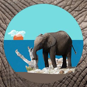 Eléphant au bord d'un lac