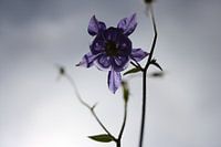 bloem