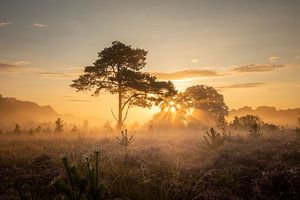 Nebel über den Mooren