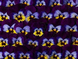 "Wallflowers" un mur rempli de violettes du jardin (violet / jaune / bleu) sur Marjolijn van den Berg