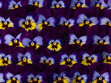 "Muurbloempjes" een muur vol viooltjes uit de tuin (paars / geel / blauw) van Marjolijn van den Berg
