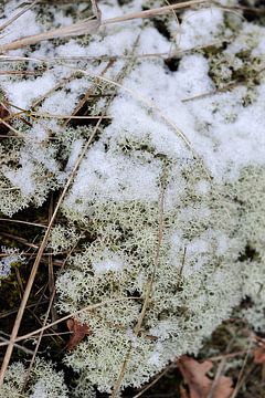 Icelandic moss covered with snow by Rob Donders Beeldende kunst
