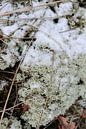 Icelandic moss covered with snow by Rob Donders Beeldende kunst thumbnail