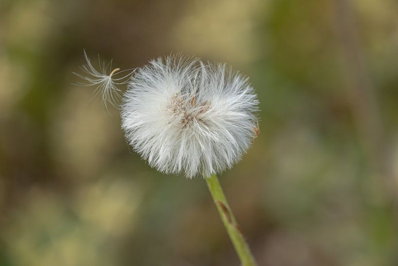 Boule de poils de petite taille 2 par Tanja van Beuningen