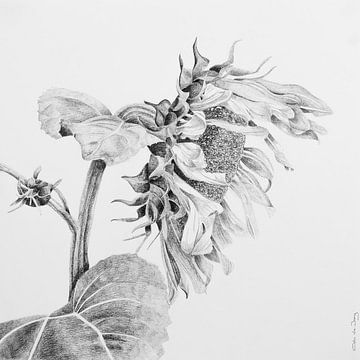 Zonnebloem van Cobi de Jong