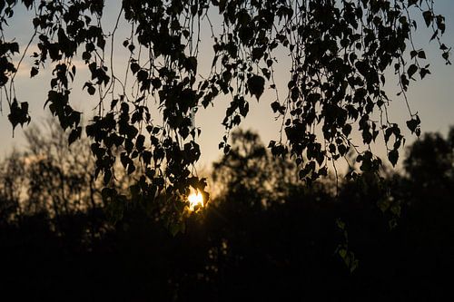 Berk voor de zon