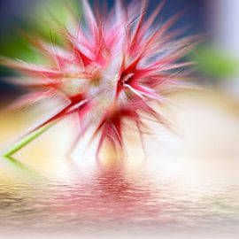 Douceur et piquant by Martine Affre Eisenlohr