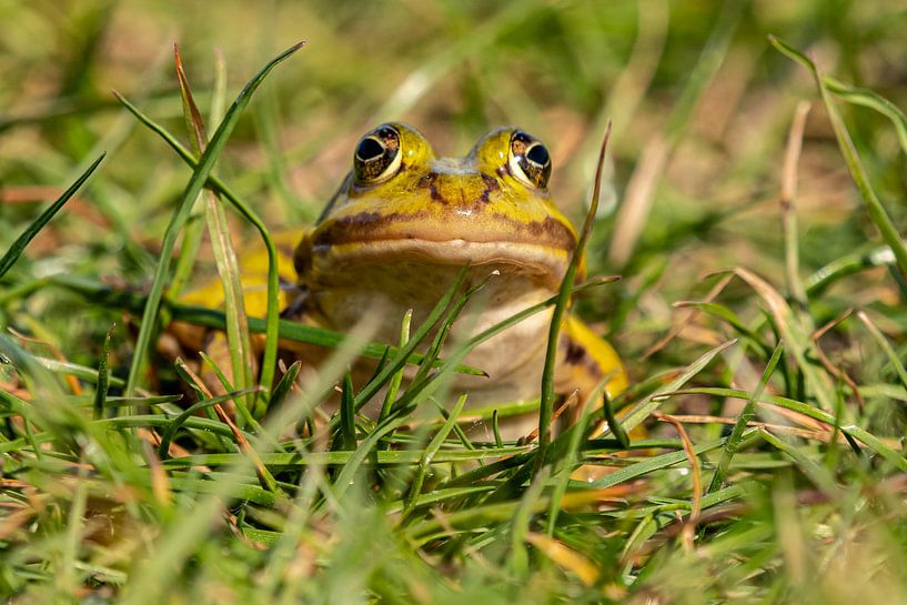 Frog in the grass by Arie Jan van Termeij