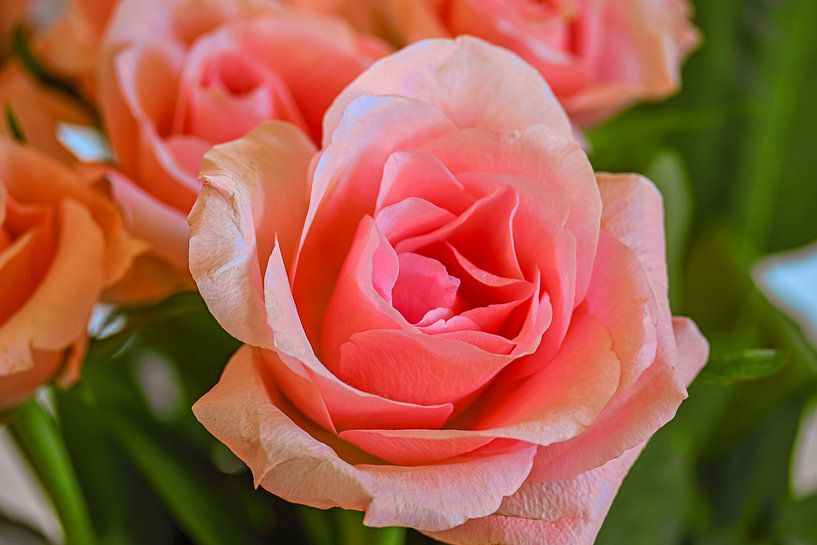 Rose love by Photoart-Naegele
