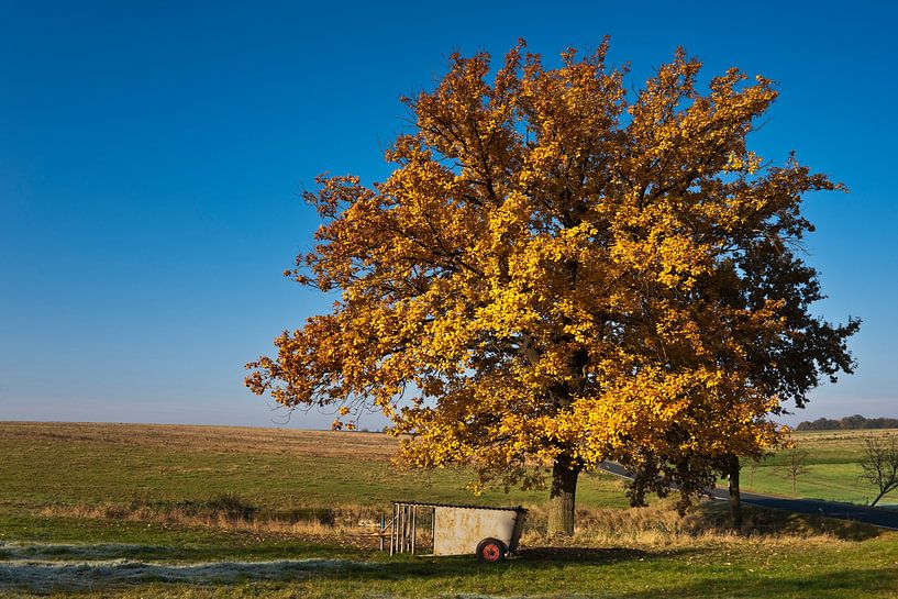 A lime tree in autumn van Gunter Kirsch