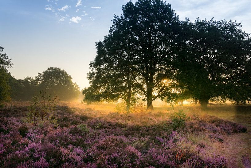 Gouden Gloed van Koen Boelrijk Photography