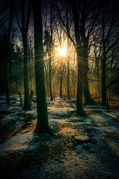 Sunrise in the forest von Arjen Uijttenboogaart