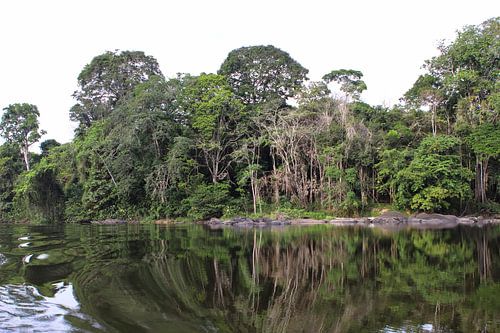 Rivier in het Amazonia regenwoud van Suriname (4)