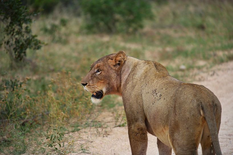 Lioness by Georges Hoeberechts