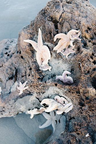 Seestern auf Treibholz am Strand