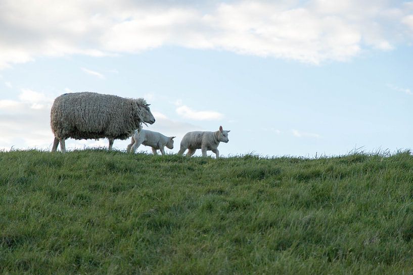 Schaap by Wendy Bierings