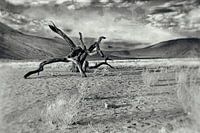 Dead wood Sosousvlei