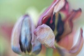 Tulip Art by Deez Tulpen in Nederland by Desiree Adam-Vaassen