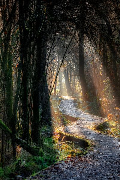 Magisch pad van Ruud Peters